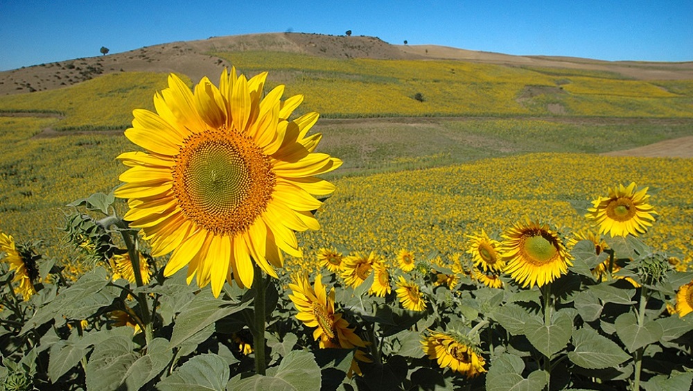 دشت کالپوش شاهرود سمنان